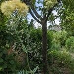 Thalictrum flavum Habitatea