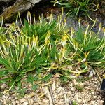 Orontium aquaticum Habit