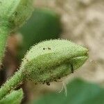 Nicotiana tabacumFruct