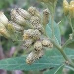 Neurolaena lobata Fruit