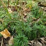 Diphasiastrum complanatum Likasa
