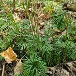 Lycopodium complanatum ഇല