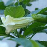 Brugmansia arborea Květ