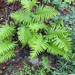 Polypodium cambricumᱥᱟᱠᱟᱢ