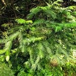 Cephalotaxus harringtonii Yaprak