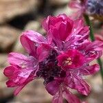 Armeria pseudarmeria Õis