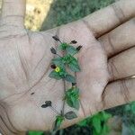 Mecardonia procumbens 葉