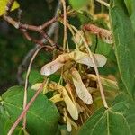 Acer davidii Fruit