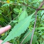 Bidens connata Blad