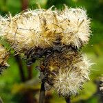 Inula helenium Vaisius