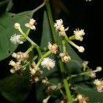 Chrysochlamys glauca Flor