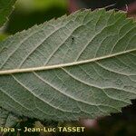 Rosa mollis Blad