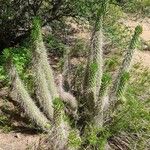 Austrocylindropuntia shaferi Агульны выгляд