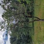 Quercus garryana Hábito