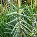 Euphorbia lathyris Leaf