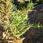 Carthamus arborescens Hoja