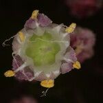 Allium atroviolaceum x Allium polyanthum Квітка