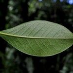 Chionanthus broomeanus Feuille