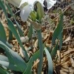 Pancratium maritimum Habit