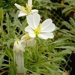 Oenothera cespitosa Flower