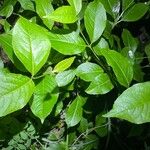Viburnum nudum 葉