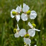 Sagittaria lancifolia Кветка