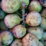 Dimocarpus longan Frucht