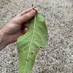 Coccoloba diversifolia Feuille