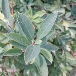 Exochorda racemosa Fulla