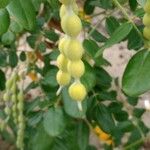 Sophora tomentosa Fruto