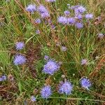 Jasione montana Habitus