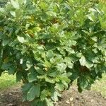 Quercus pontica Blatt