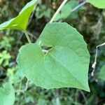 Mikania cordifolia Leaf