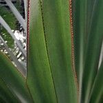 Pandanus utilis Blatt