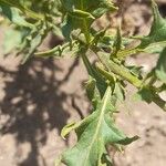 Solanum echegarayi Leaf