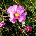 Cosmos bipinnatus Flower