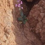 Moricandia moricandioides Hoja