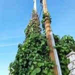 Hedera colchica عادت داشتن