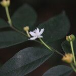 Dicranolepis disticha Flor
