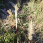 Bothriochloa barbinodis Φύλλο