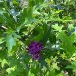 Vernonia fasciculata Flor