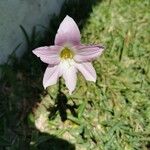 Zephyranthes robusta फूल