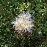 Silybum marianum Plod