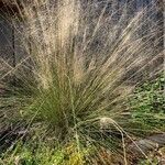 Muhlenbergia capillaris Λουλούδι