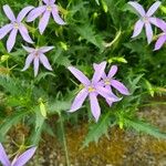 Isotoma axillarisFlower