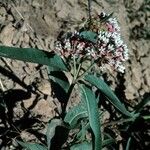 Asclepias hallii Hábito