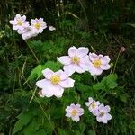 Anemone hupehensis Arall