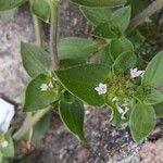 Richardia brasiliensis Flor