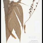 Geonoma leptospadix Fruto