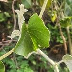 Ipomoea spathulata ഇല